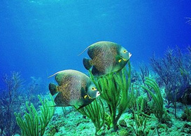 環(huán)境影響評(píng)價(jià)、排污許可證、應(yīng)急預(yù)案